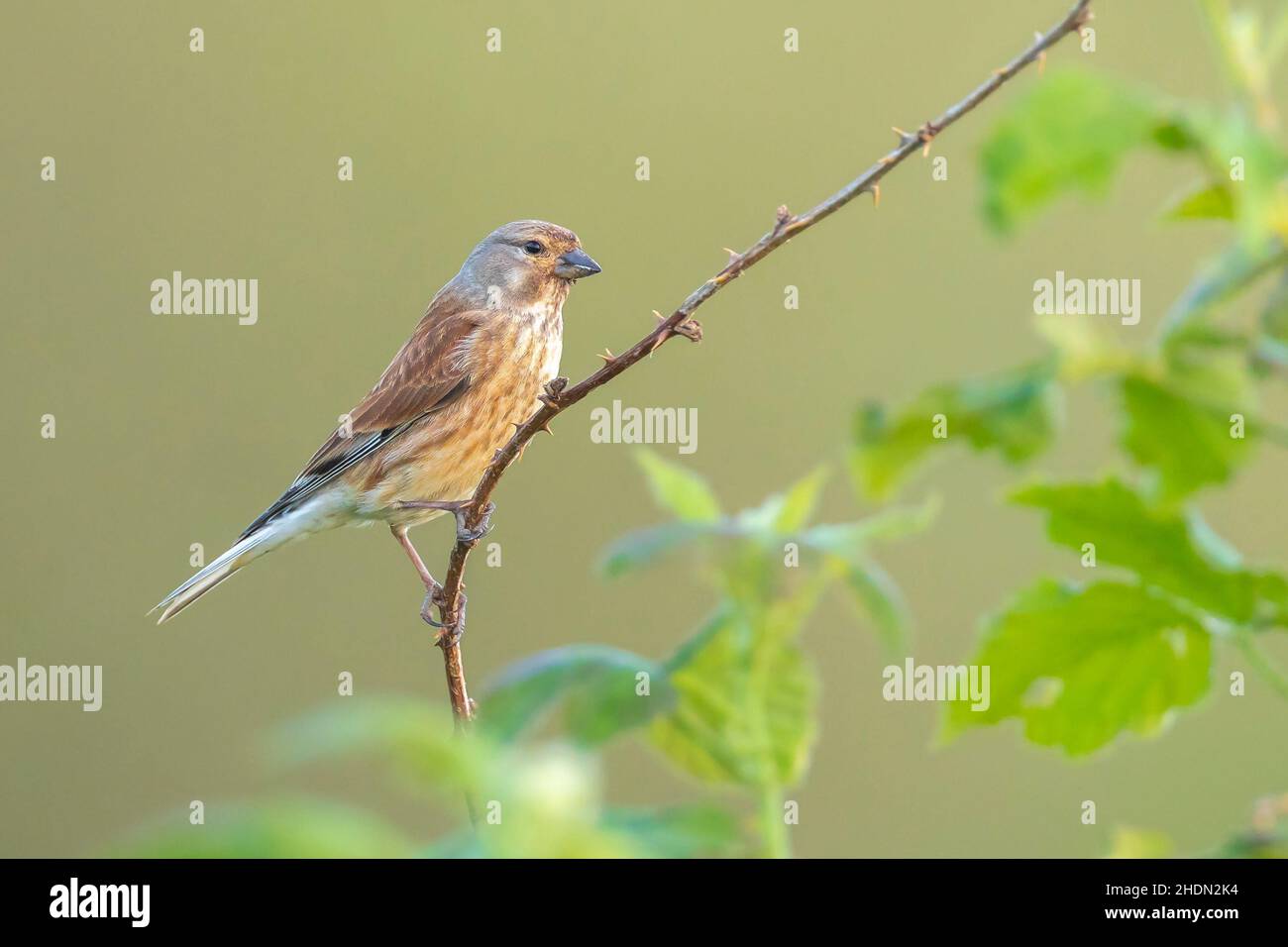 Nahaufnahme Porträt eines Linnet Vogel Weibchen, Carduelis cannabina, Anzeige und Suche nach einem Partner während der Frühjahrssaison. Singen in den frühen Morgenstunden su Stockfoto