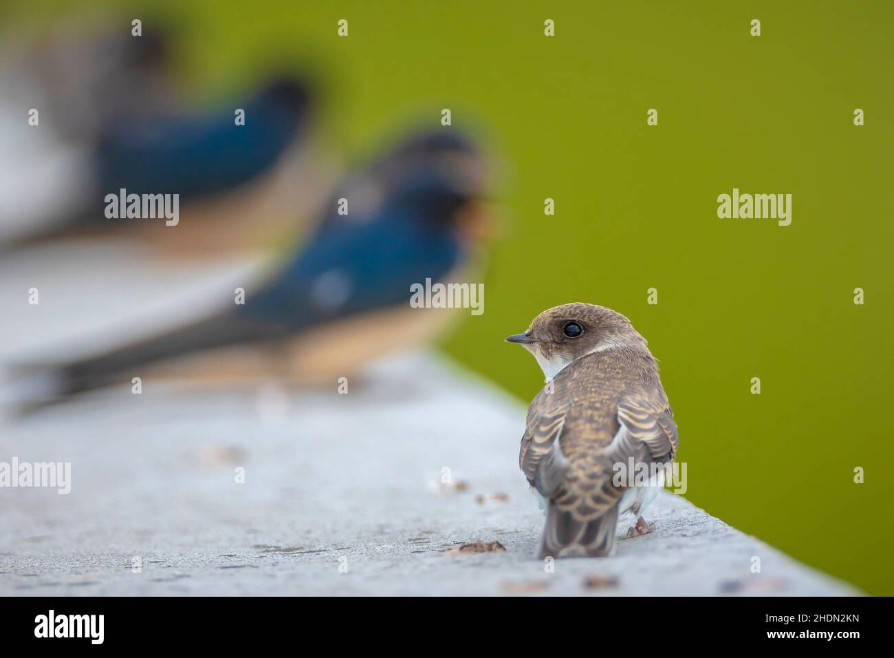 Sand martin, Riparia riparia, auch bekannt als Bank Swallow in thront Stockfoto