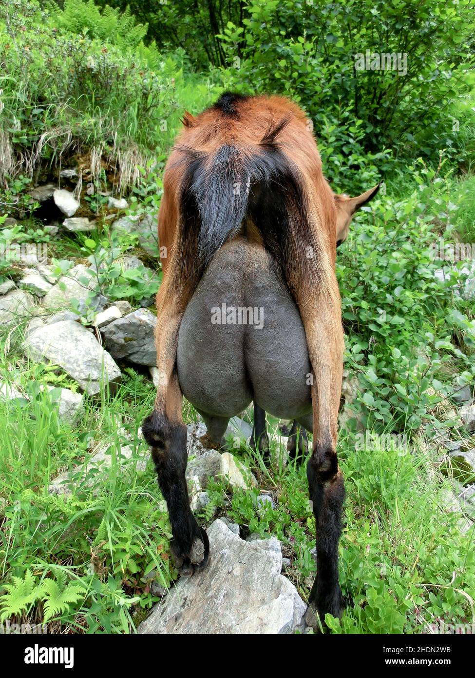Volles ziegeneuter -Fotos und -Bildmaterial in hoher Auflösung – Alamy