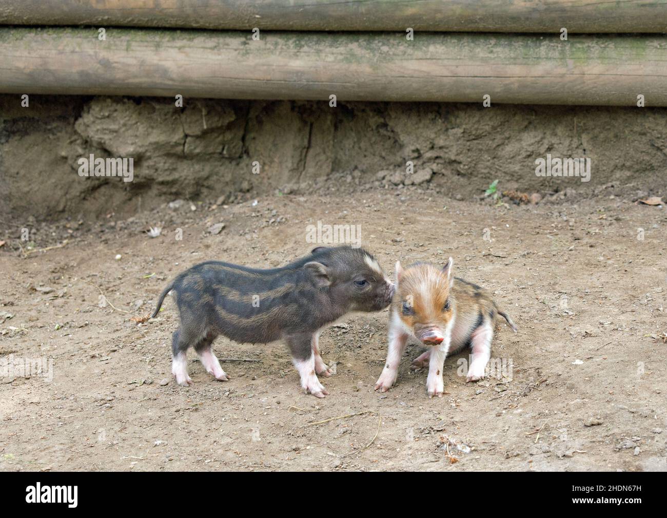 Ferkel, Schwein, Ferkel, Schweine Stockfoto