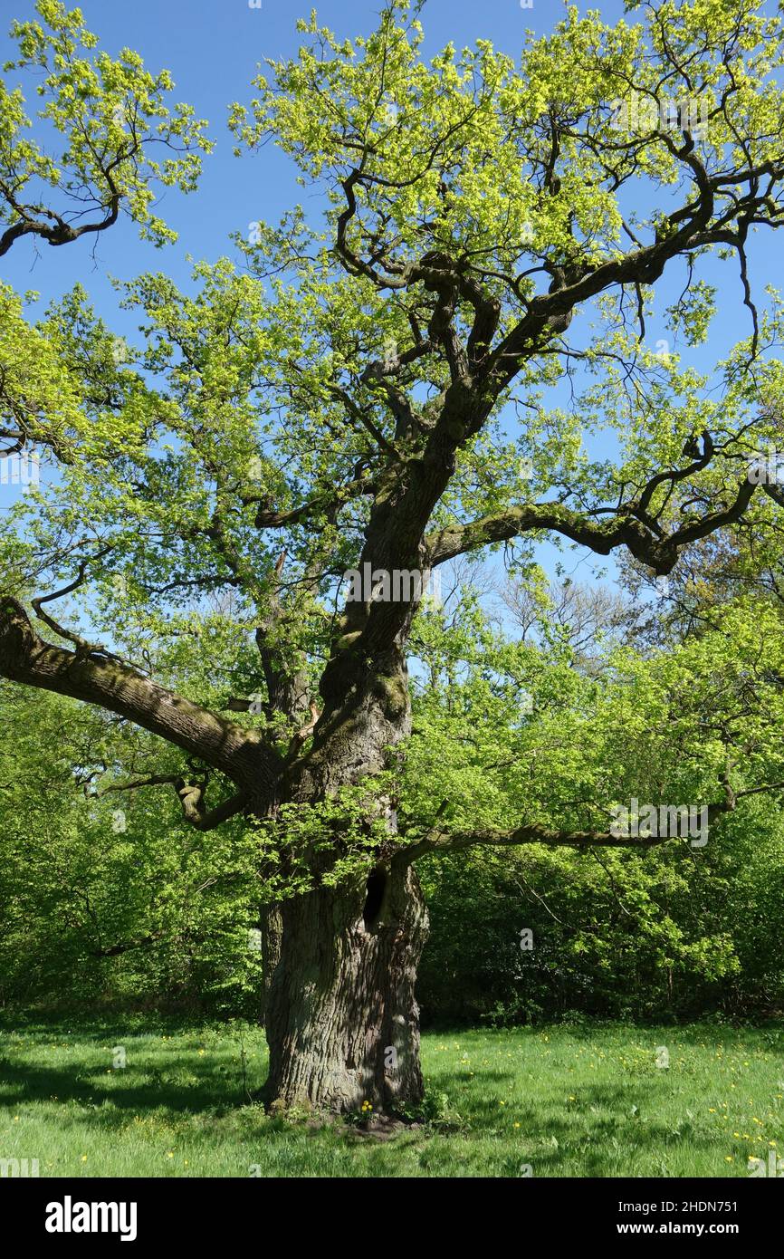 Alte Eiche, jenisch Park, alte Eichen Stockfoto