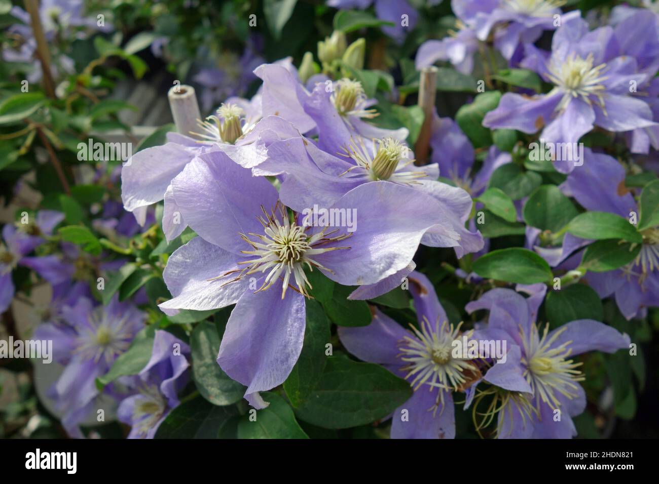 Clematis Stockfoto