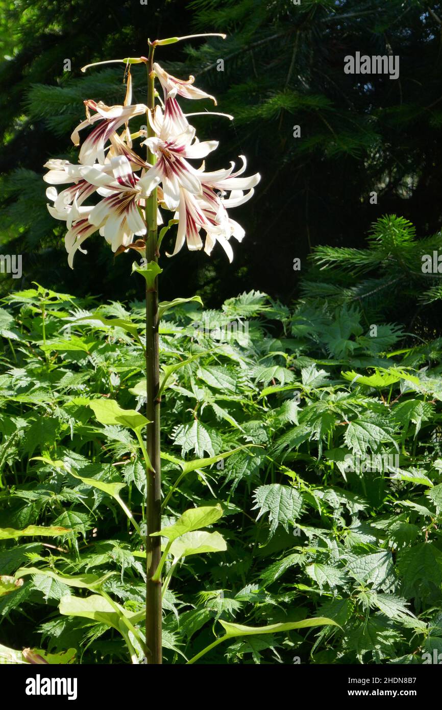 Riesige himalaya lilien Stockfotos und bilder Kaufen Alamy