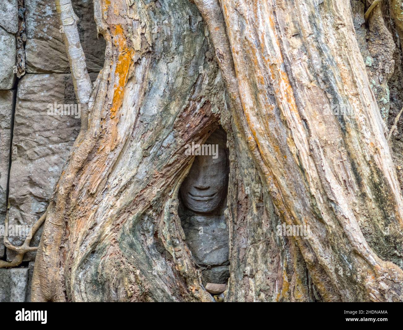 Verborgenes Gesicht, überwuchert von einem Baum im Ta Prohm Tempel - Siem Reap, Kambodscha. Stockfoto