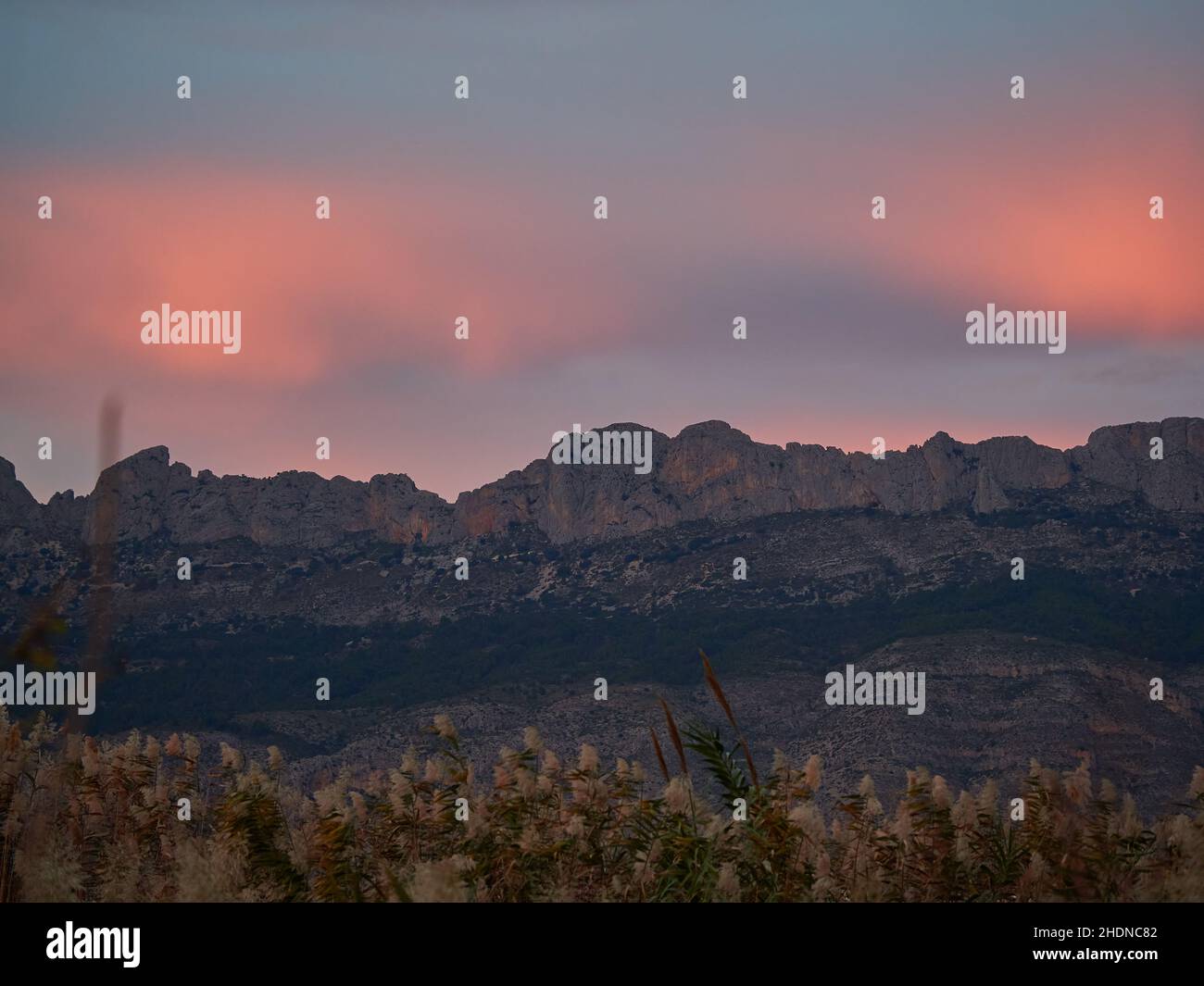 Malerische Aussicht auf ein Blumenfeld und Berge unter dem Sonnenuntergang gefärbten wolkigen Himmel Stockfoto