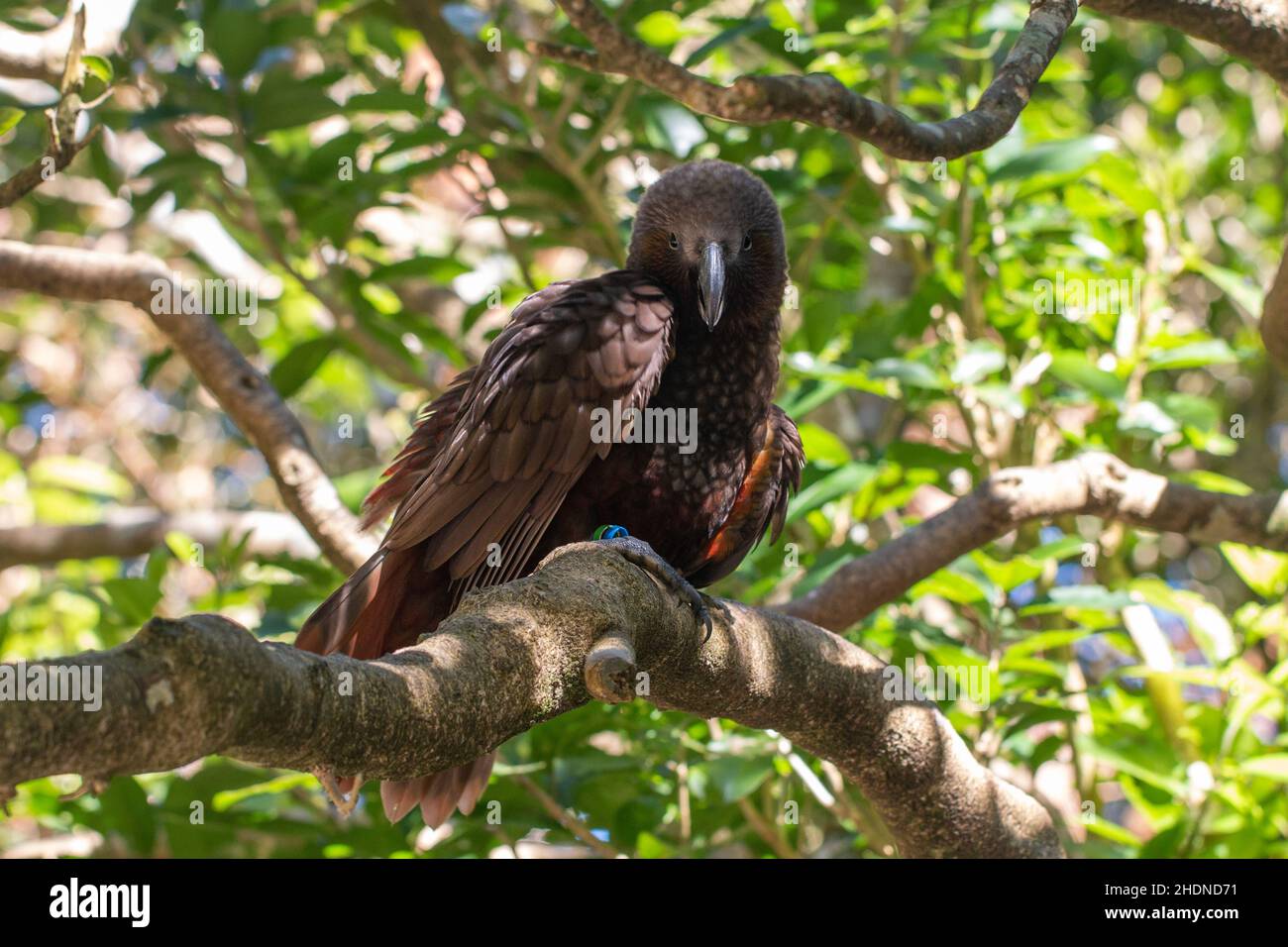 Kaka (Nestor meridionalis), ein gebürtiger neuseeländischer Papagei, in einem Baum, der aus den Schatten auf die Kamera blickt und bedrohlich aussieht Stockfoto
