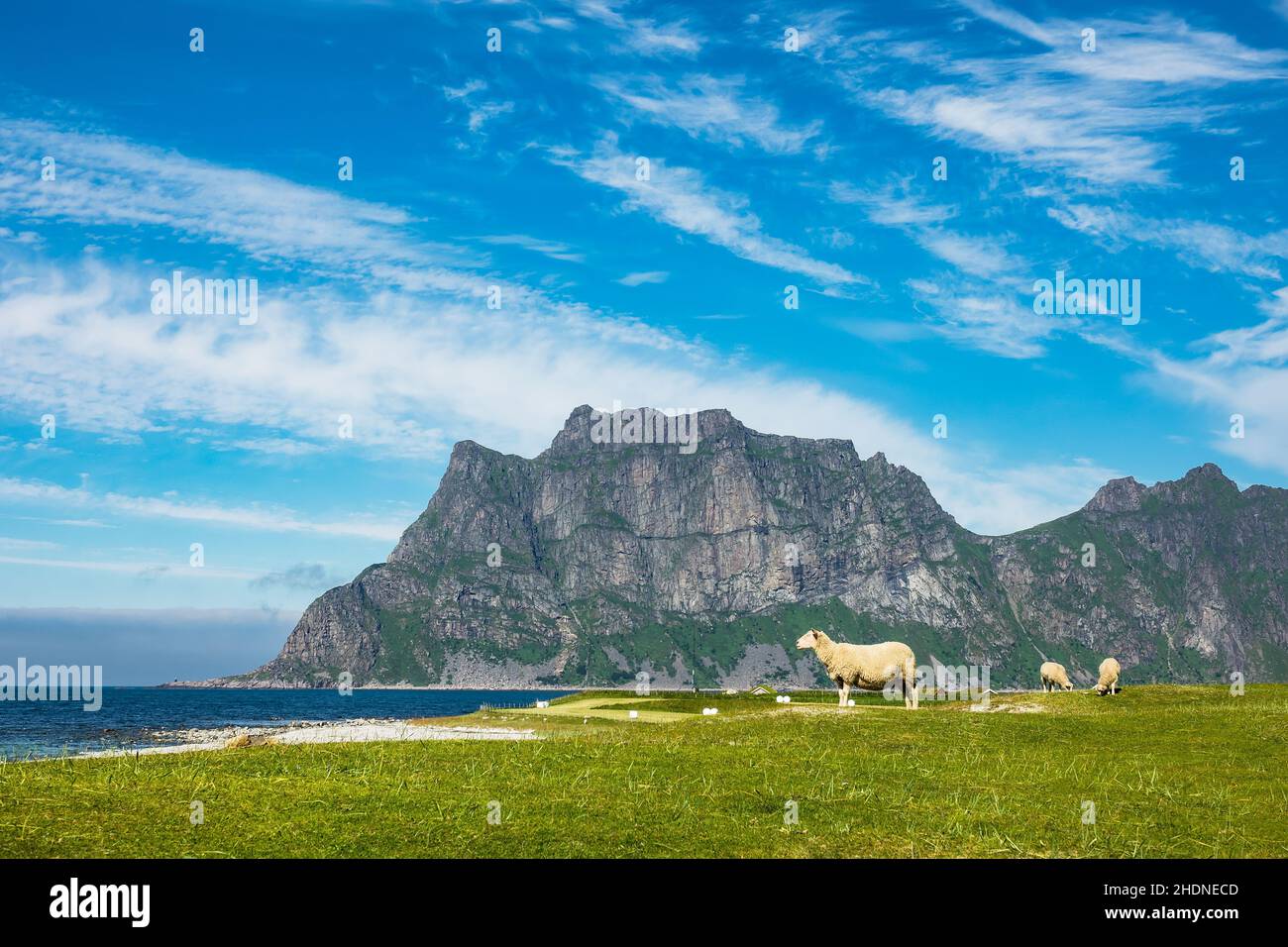 Schafe, lofoten, vestvagoy, Schafe, lofoten Stockfoto