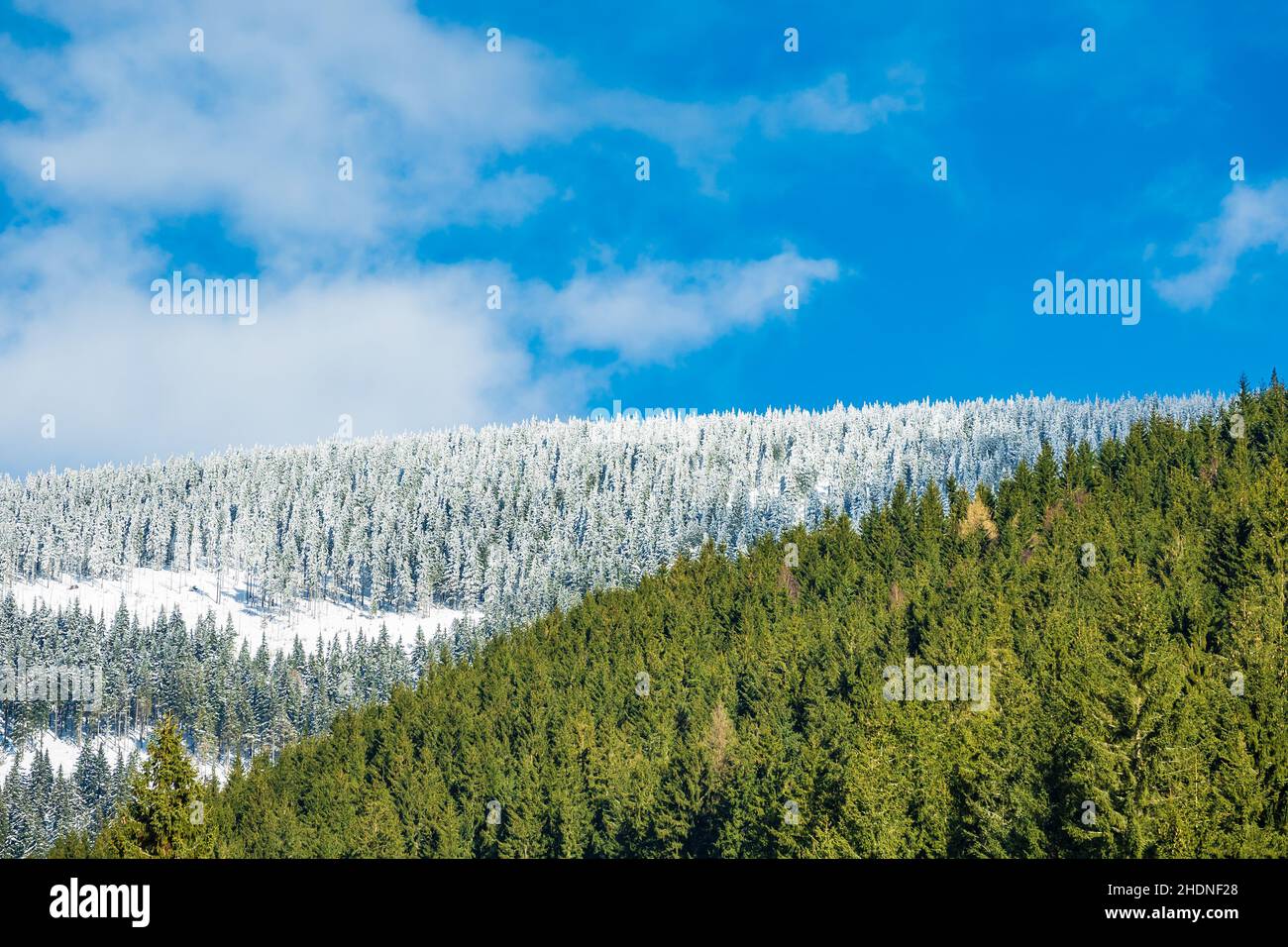 Nadelbäume, Krkonoše, Schneelinie, riesengebirgen Stockfoto