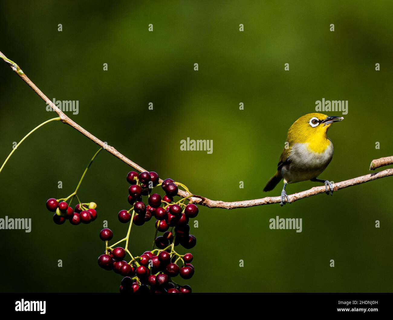 Wunderschöne Aufnahme mit flachem Fokus eines Vogels aus dem Oriental Eye, der auf einem Kirschbaum-Ast steht Stockfoto