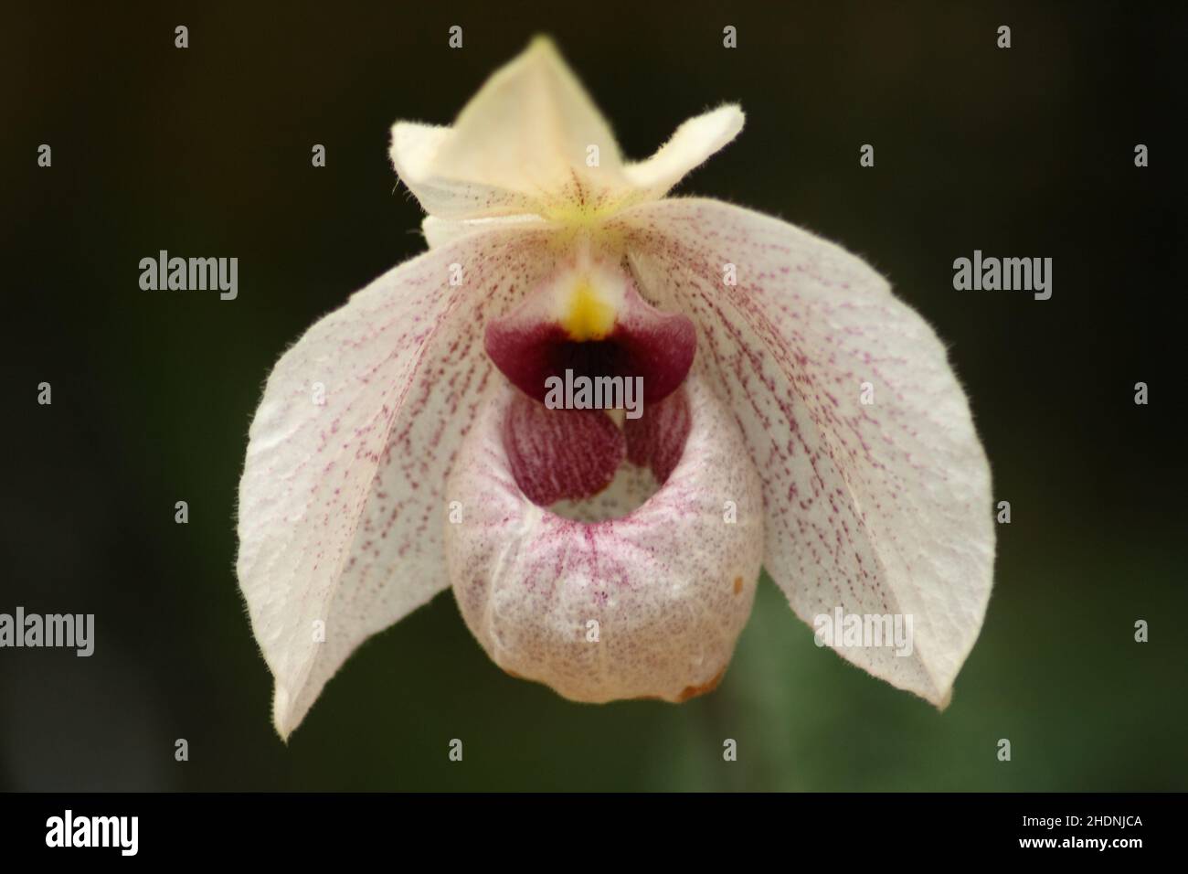 Orchideenblüte, Orchideen Stockfoto