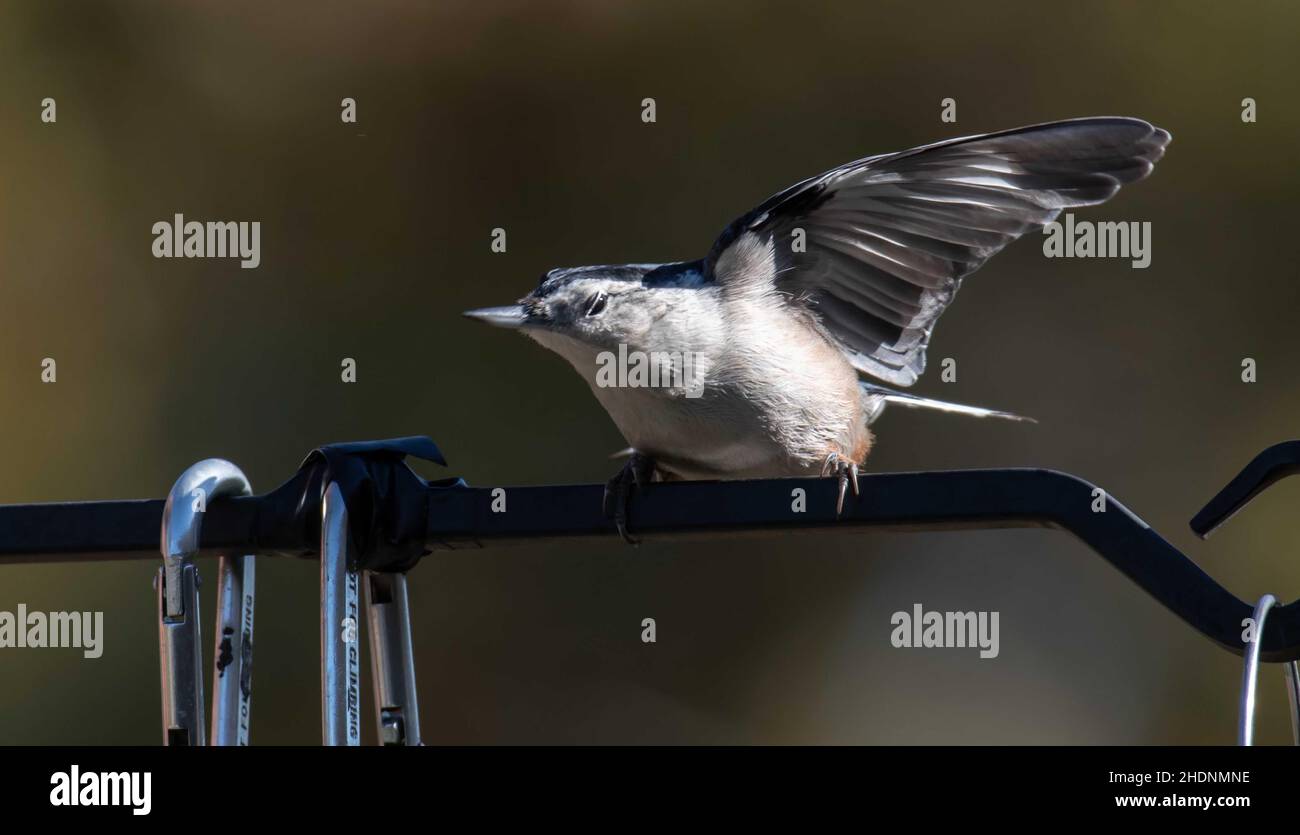 Nuthatch mit ausgebreiteten Flügeln im unscharfen Hintergrund Stockfoto