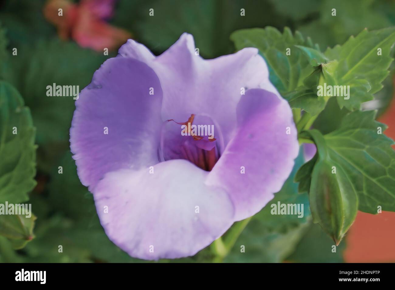 Makro einer schönen, violetten, glockenförmigen Blume, die in einem Frühlingsgarten in Stockholm, Wisconsin, USA, gefunden wurde - 5. Juni 2011 Stockfoto