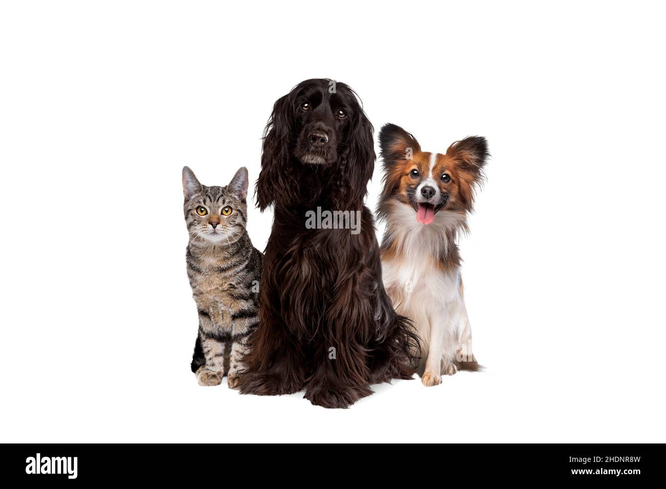 Katze, Hund, Katzen, Hunde Stockfoto