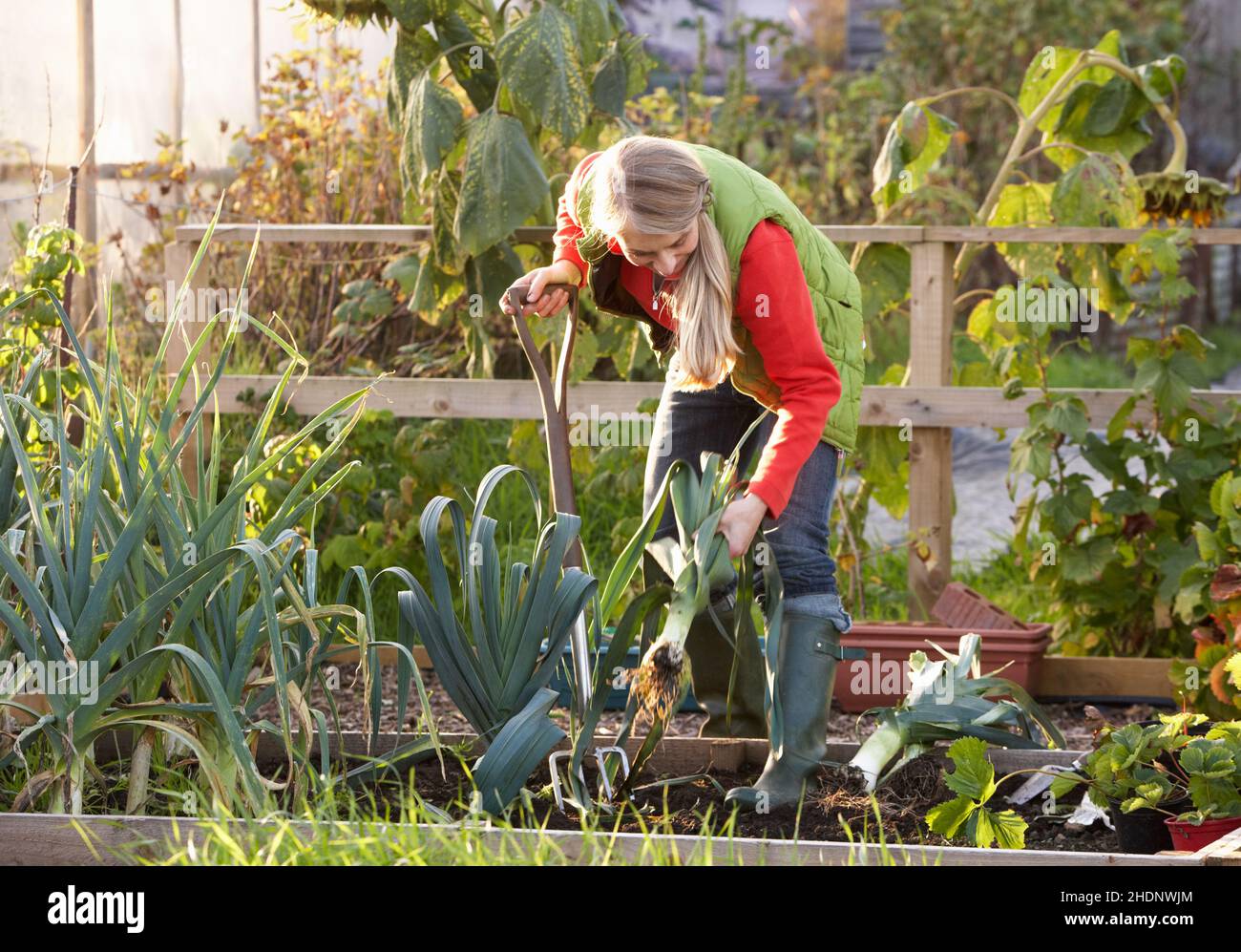 Gartenarbeit, Gärtner, Add-on, Pflanzenpflege, Pflege von Pflanzen, Gärtner, Add Ons Stockfoto
