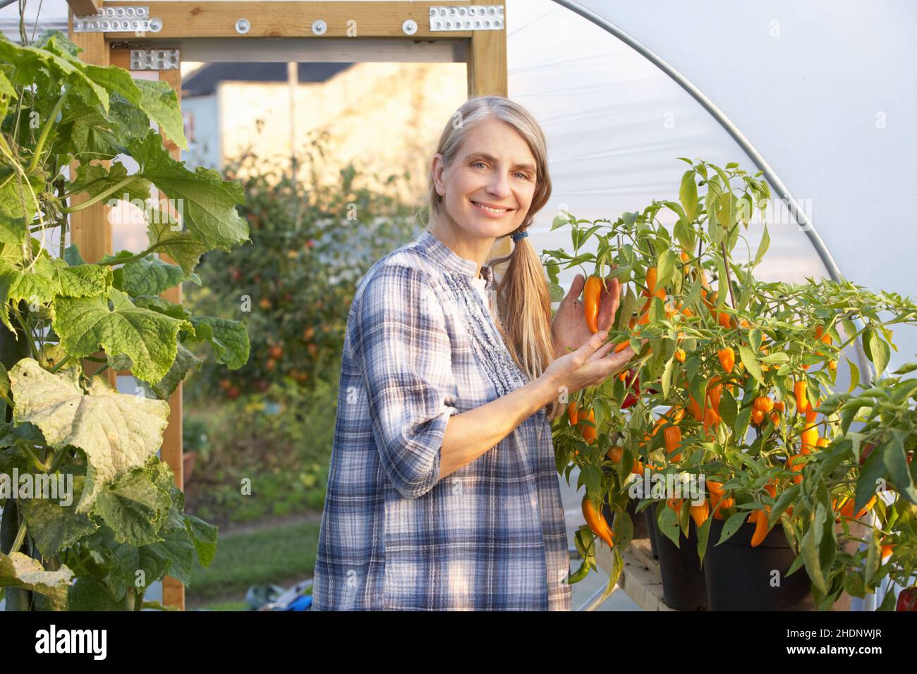 Pfeffer, Gärtner, Add-on, Paprika, Paprika, Paprika, Gärtner, Add-ons Stockfoto