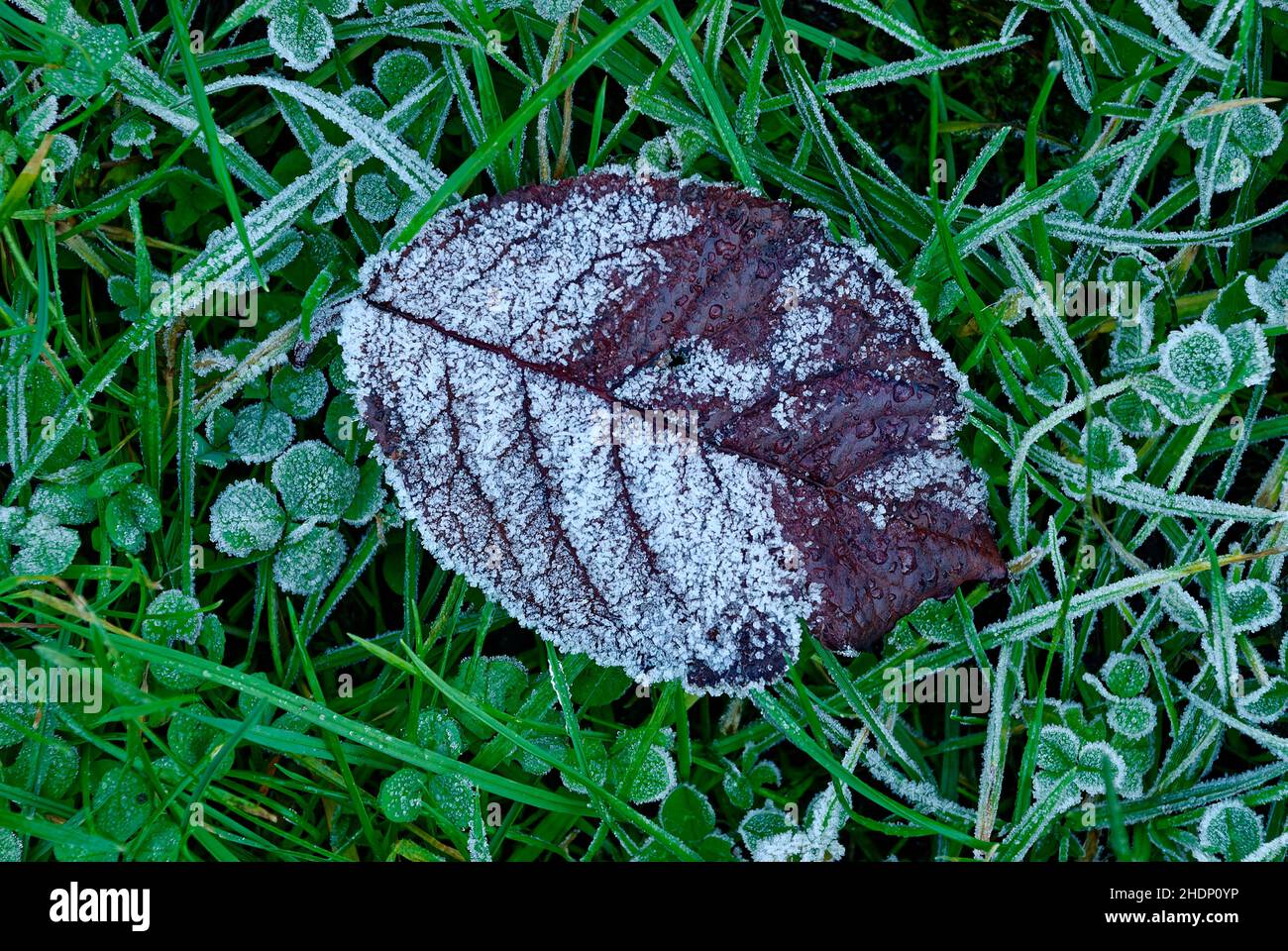 Blatt mit Reif bedeckt - ein Blatt in der Makrofotografie - Wintergarten Stockfoto