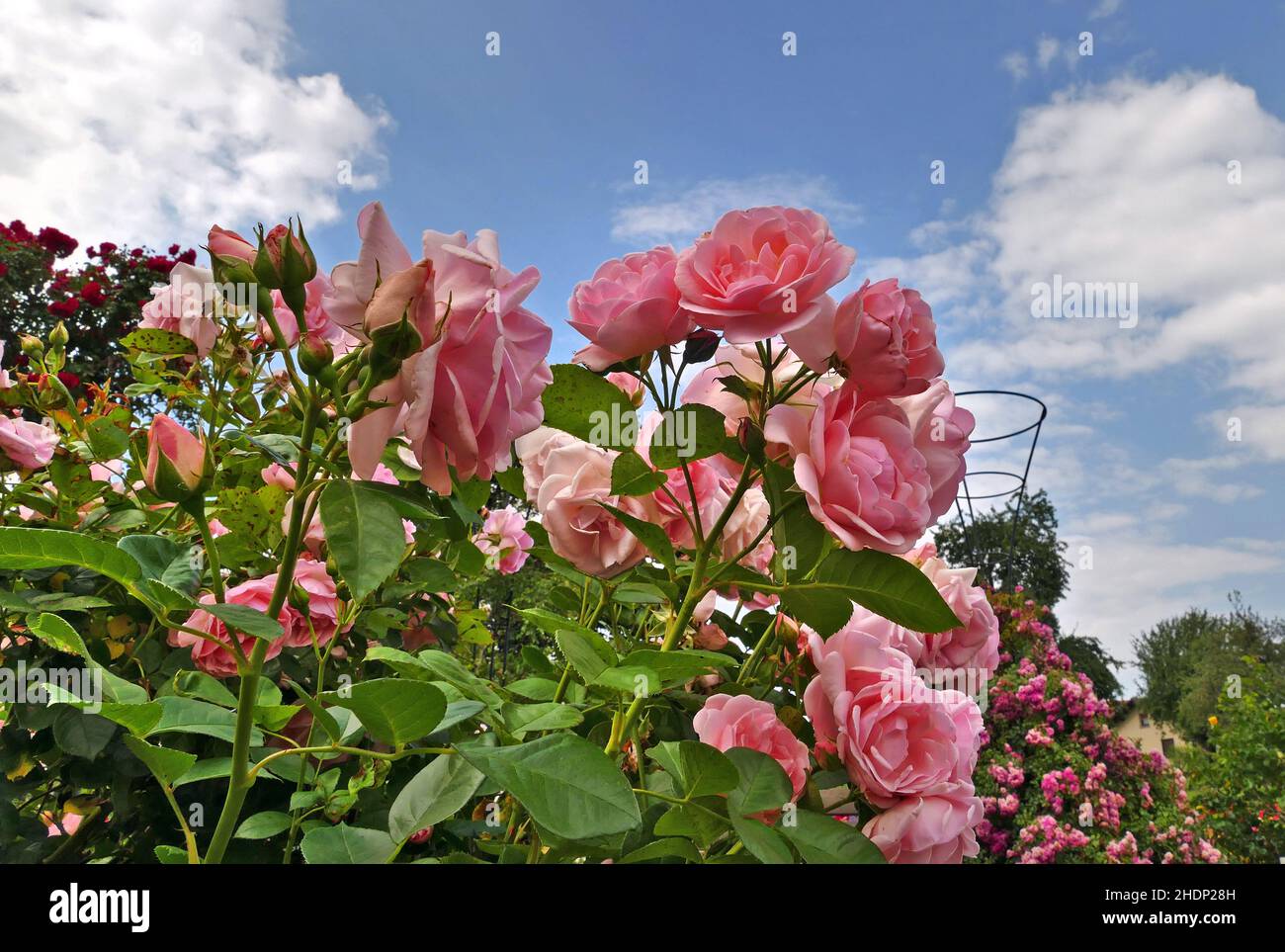 rosen, Buschrosen, Rosen, Buschrosen Stockfoto