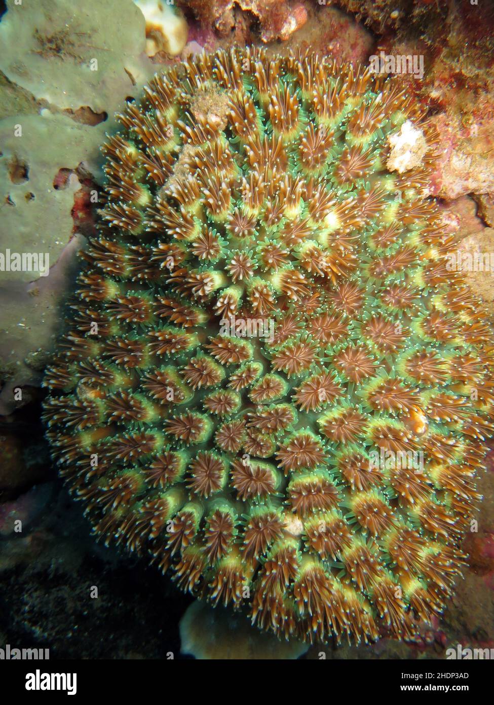 cnidaria, Korallenstein, Cnidaria Stockfoto