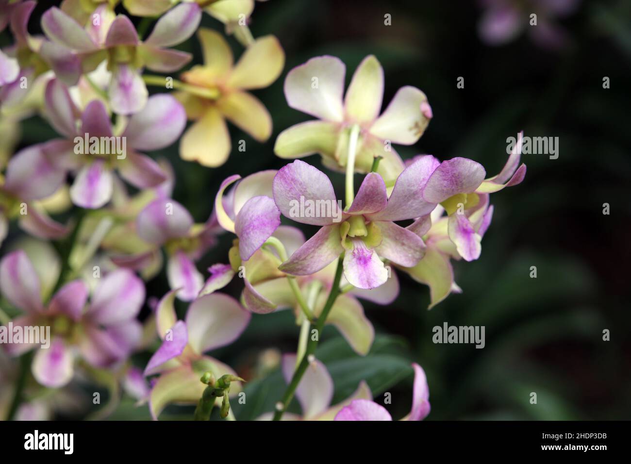 Orchideen, yamamoto dendrobium, Orchidee Stockfoto