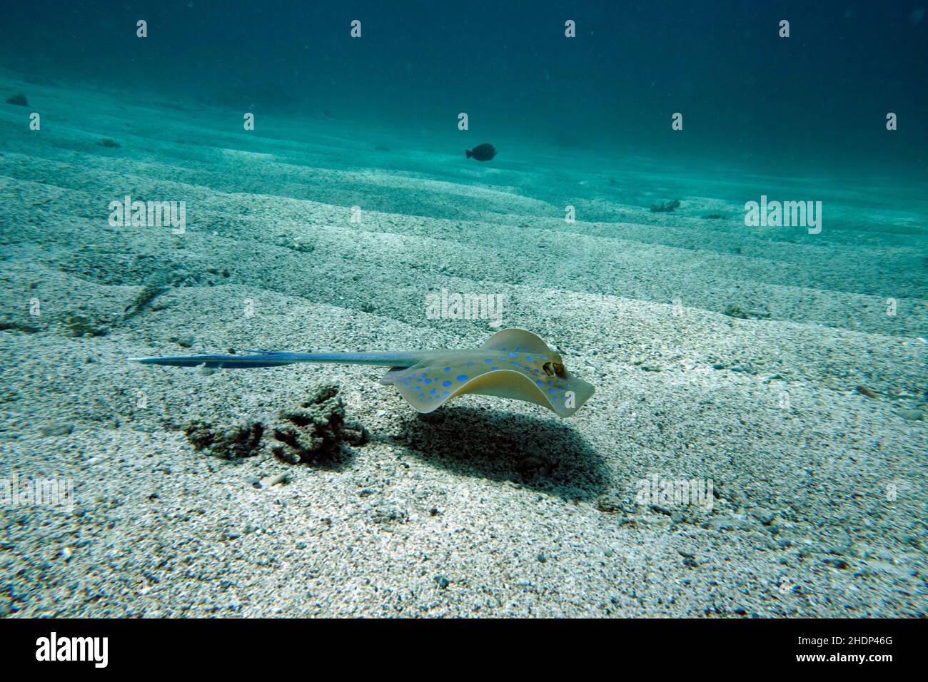 Whiptail Stachelrochen Stockfoto