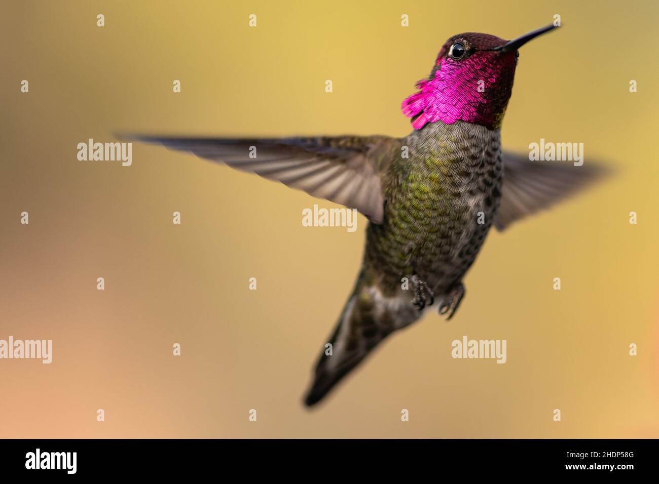 Kolibri im Flug. Oregon, Ashland, Winter Stockfoto
