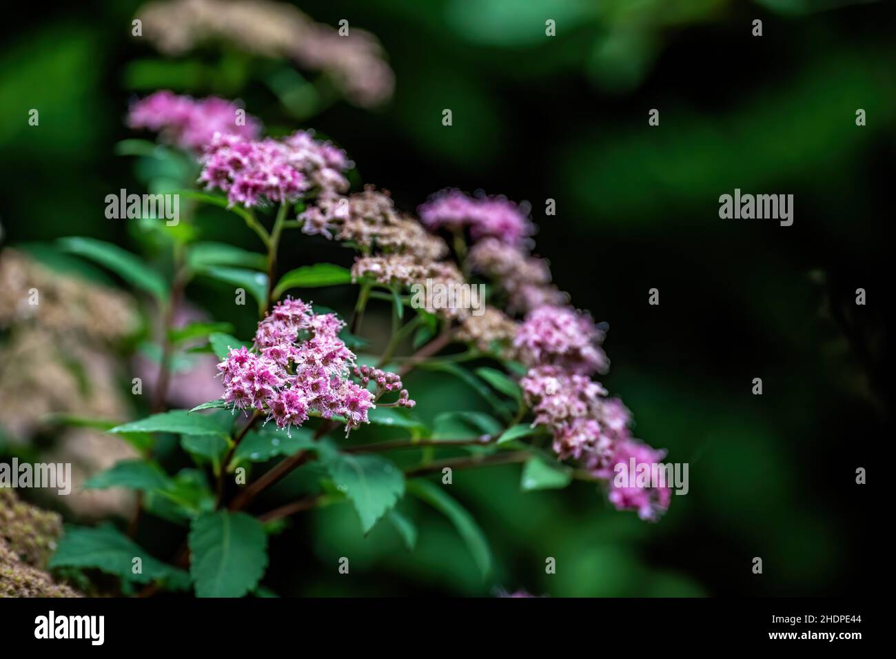 Spirea Pflanze mit einem schönen Bokeh blüht im Sommer. Stockfoto