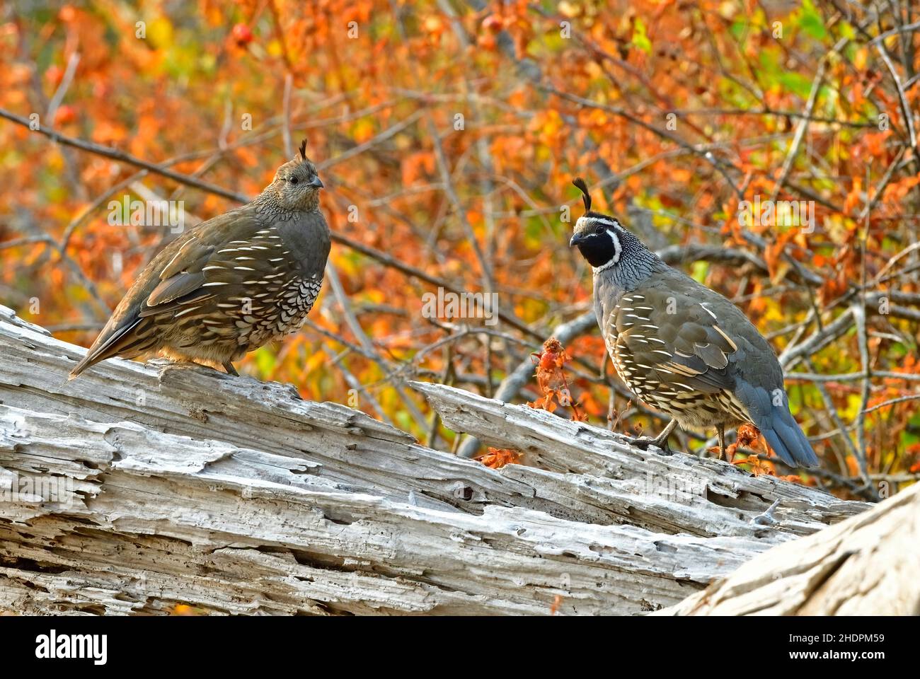 Ein Paar California Quail 'Callipepla californica'; auf einem Treibholzstamm am Ufer von Vancouver Island British Columbia, Kanada. Stockfoto