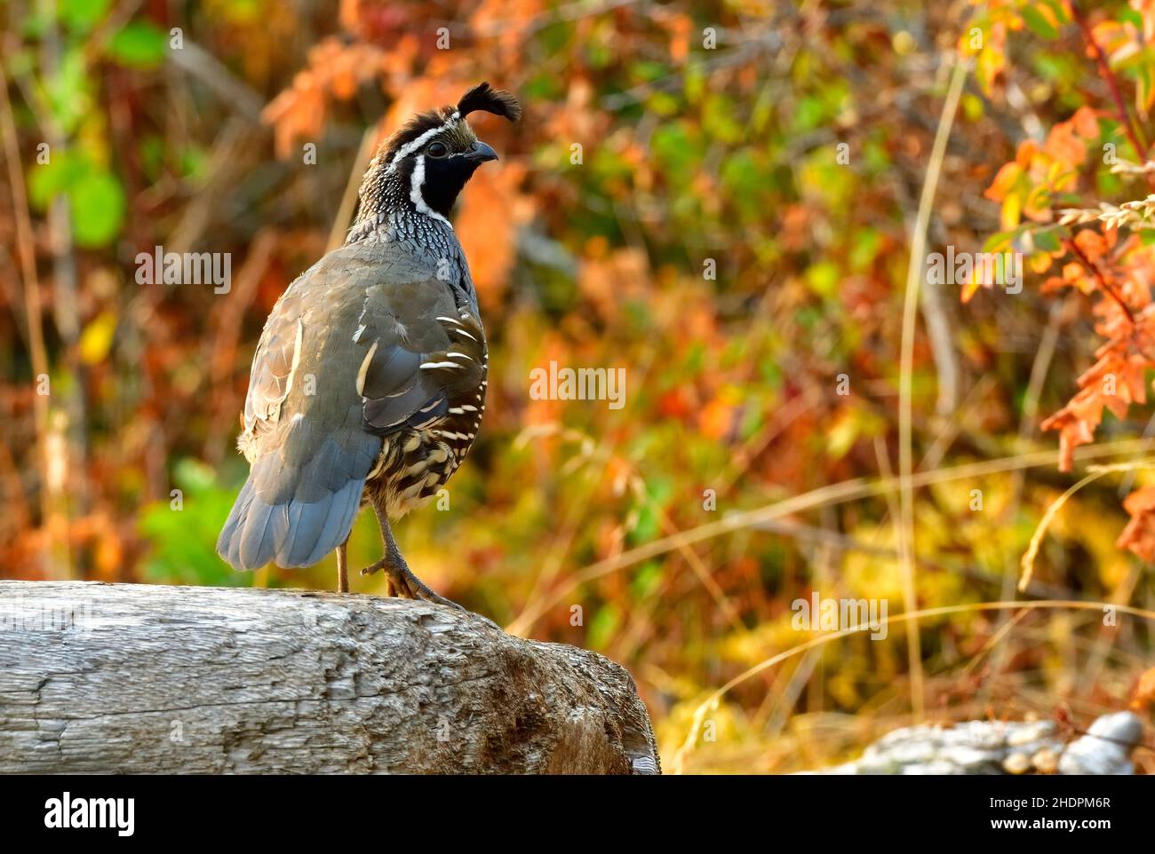 Ein erwachsener männlicher California Quail 'Callipepla californica', der im Morgenlicht auf Vancouver Island British Columbia Canad auf einem Baumstamm am Strand thront Stockfoto