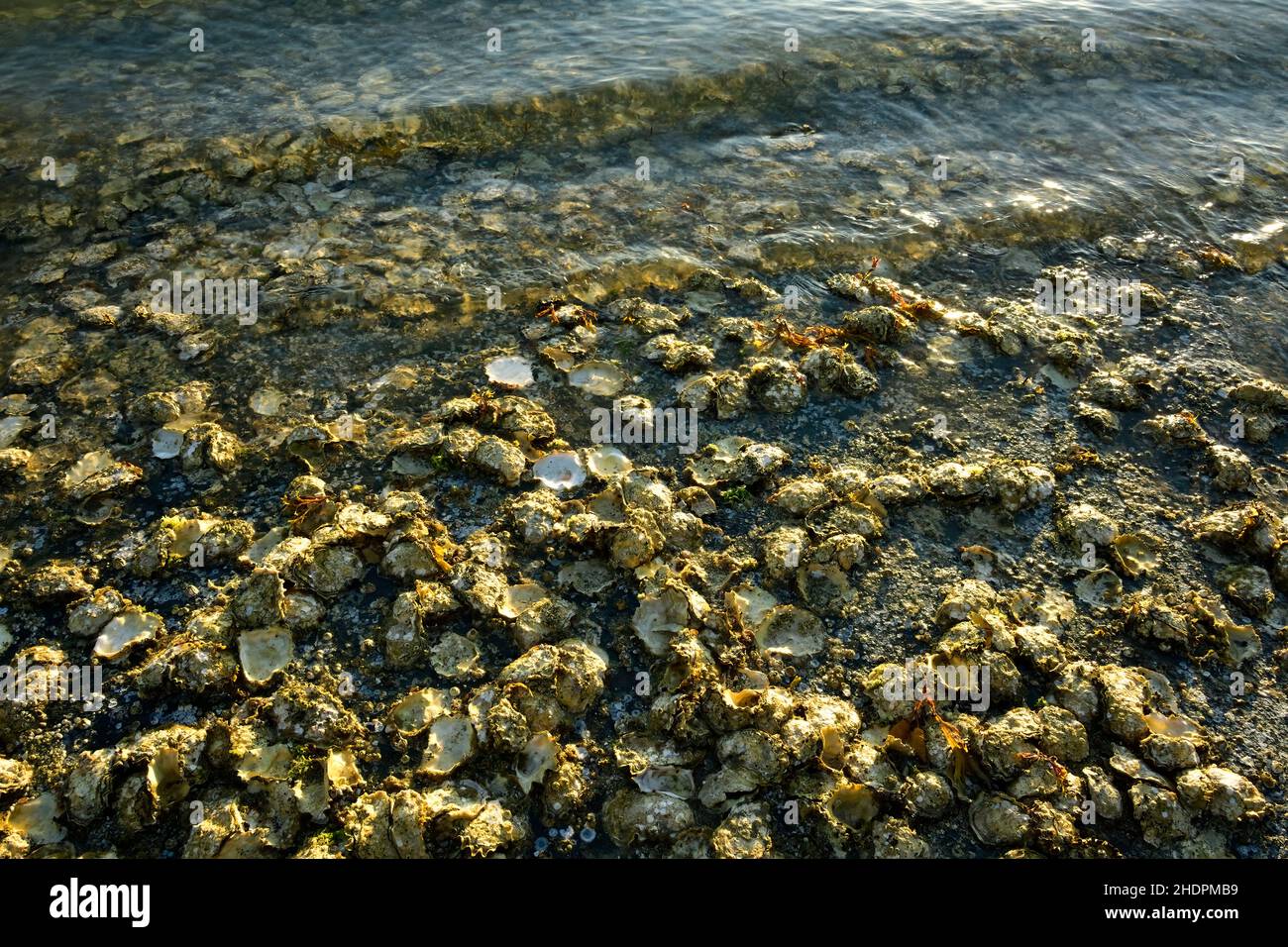 Wilde Austern hängen an einem felsigen Strand an der Ostküste von Vancouver Island auf Vancouver Island in British Columbia, Kanada Stockfoto