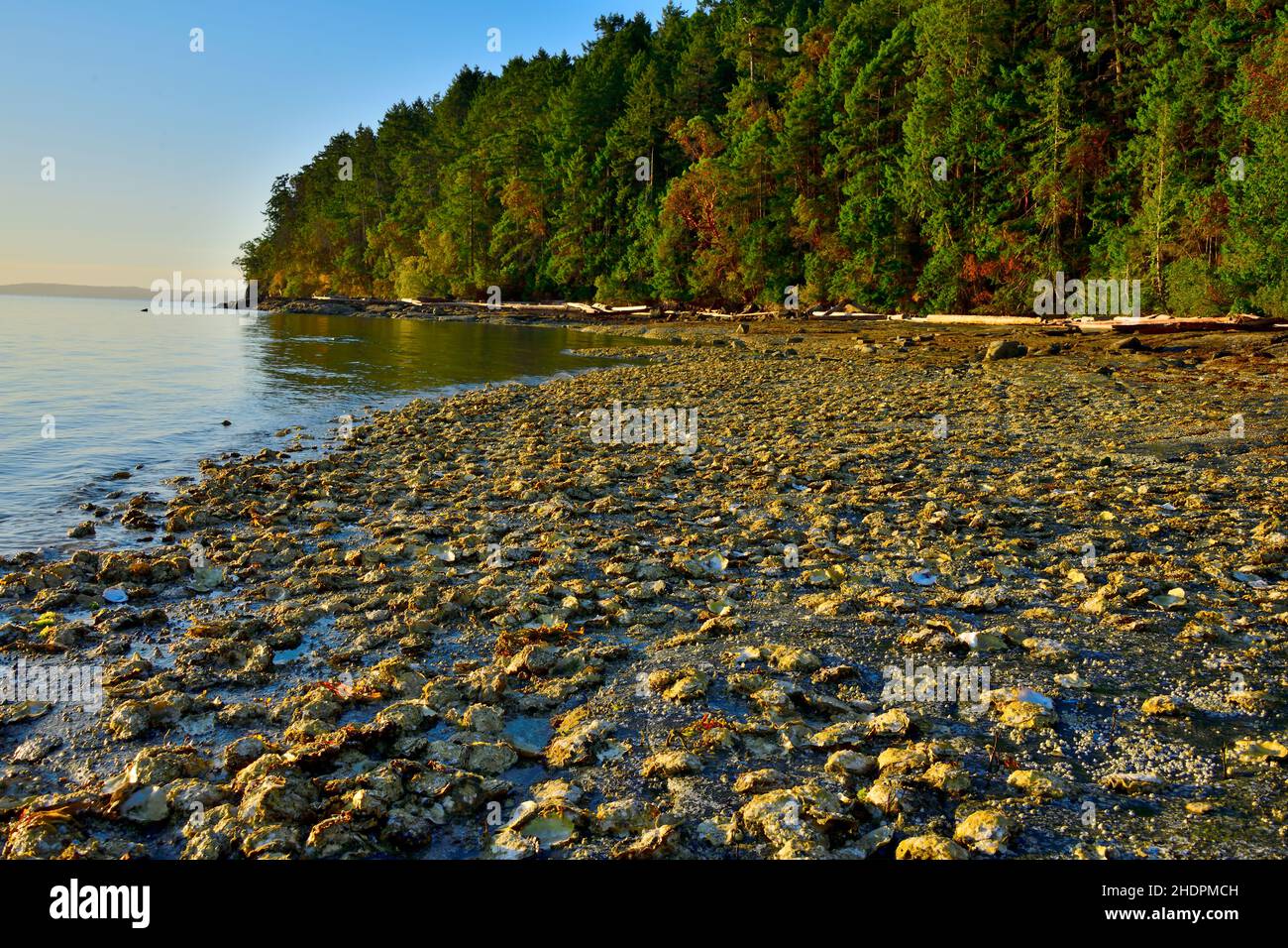 Ein Strand am Ostufer von Vancouver Island, der mit wilden Austern bedeckt ist, die sich an der felsigen Küste Klammern. Stockfoto
