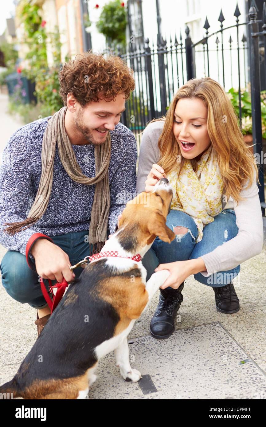 Paar, Hund, Paare, Hunde Stockfoto