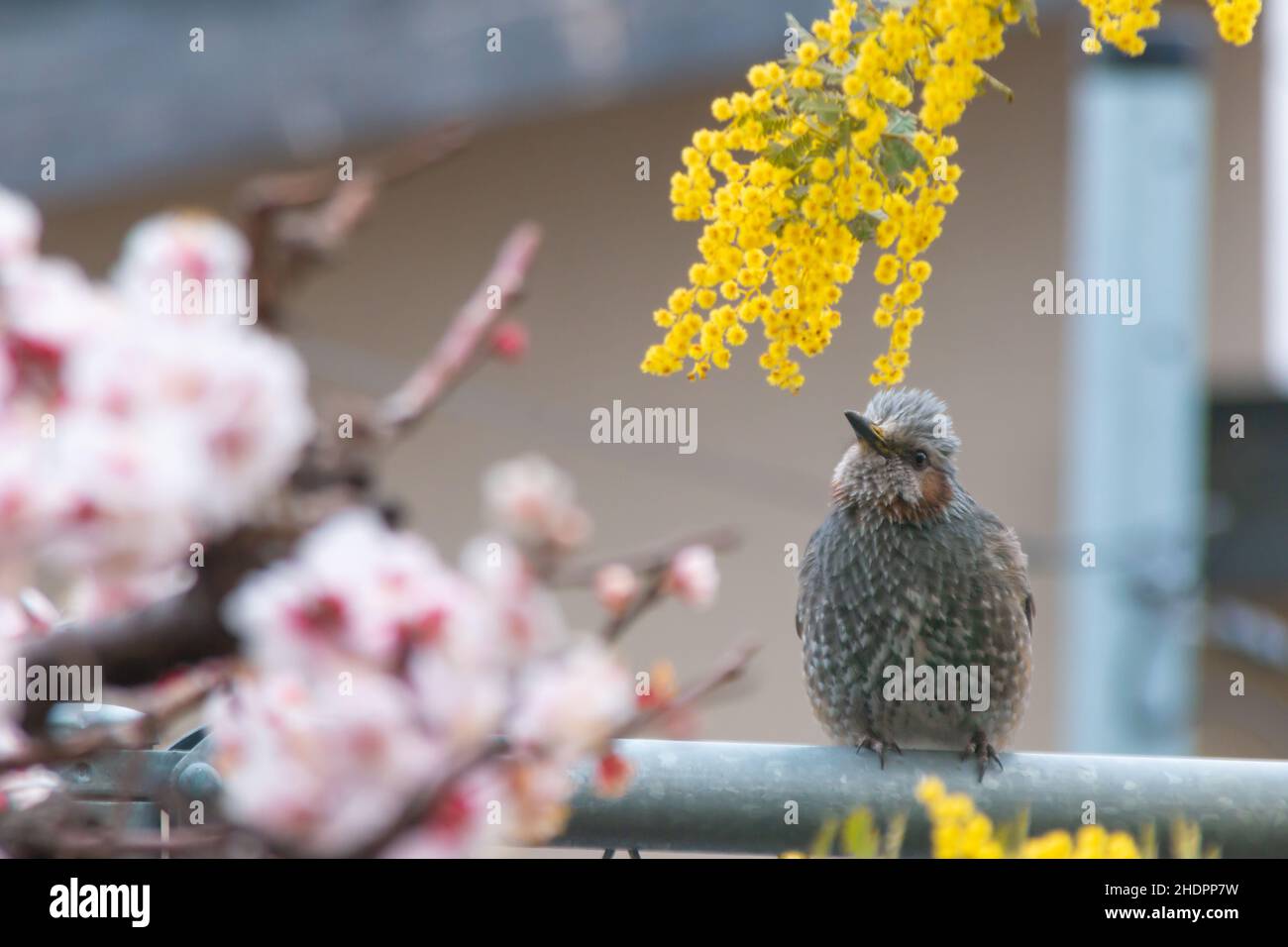 Ein braunohriger Bulbul, umgeben von Akazien- und Pflaumenblüten Stockfoto