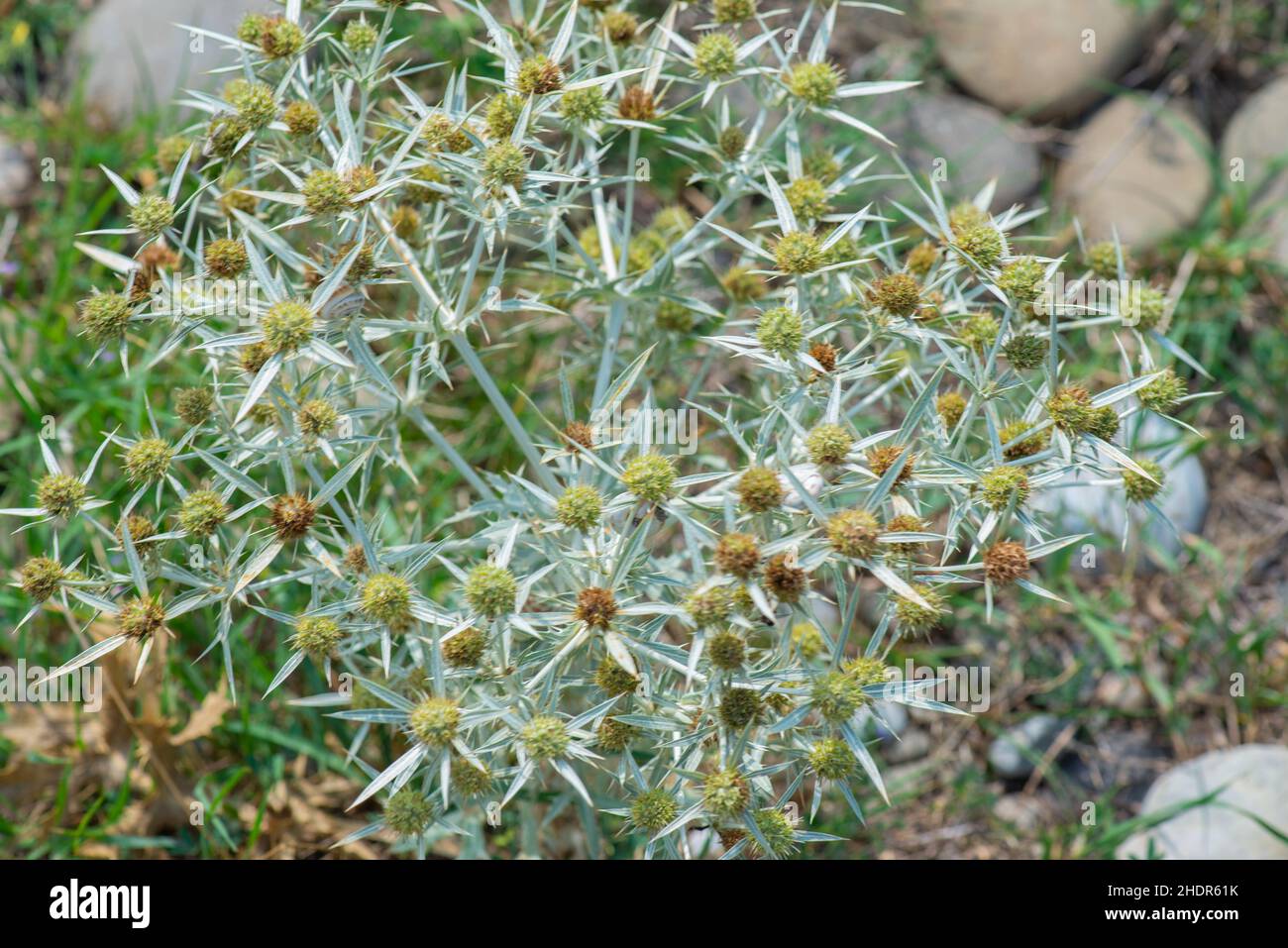 Mehrjährige Kraut der Familie Regenschirm Arten der Gattung Sinegolovnik. Stockfoto