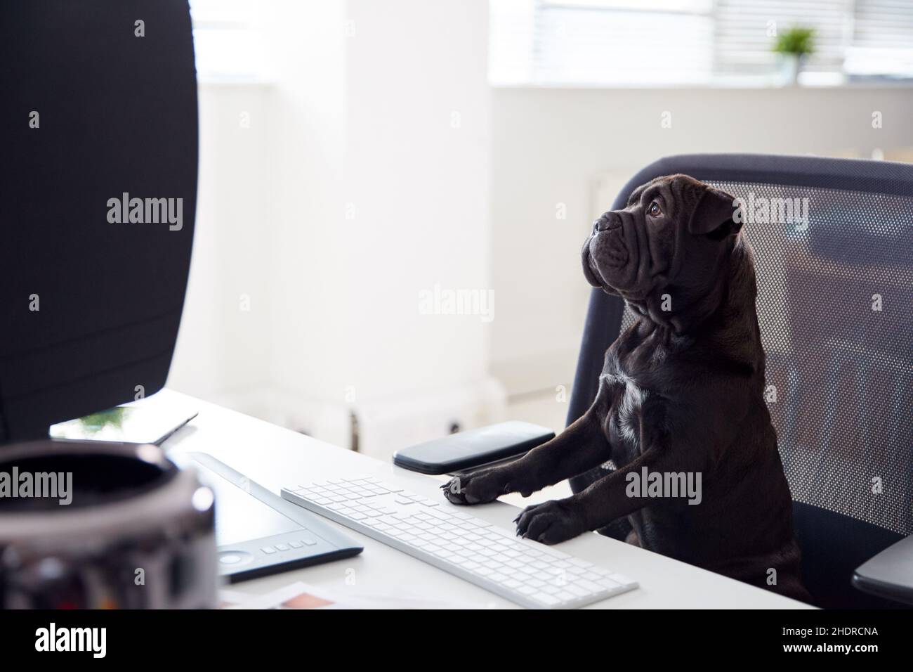 Hund, Chef, Home Office, Hunde, Manager, Heimbüros Stockfoto