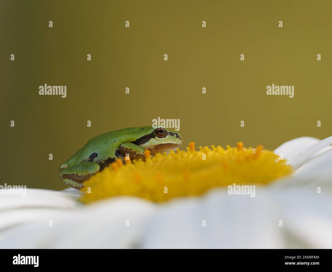 Eine Nahaufnahme eines niedlichen, winzigen Pacific Tree Frogs (oder Pacific Chorus Frog, Pseudacris regilla) auf der gelben Mitte einer Gänseblümchen-Blume mit einem verschwommenen Grün Stockfoto