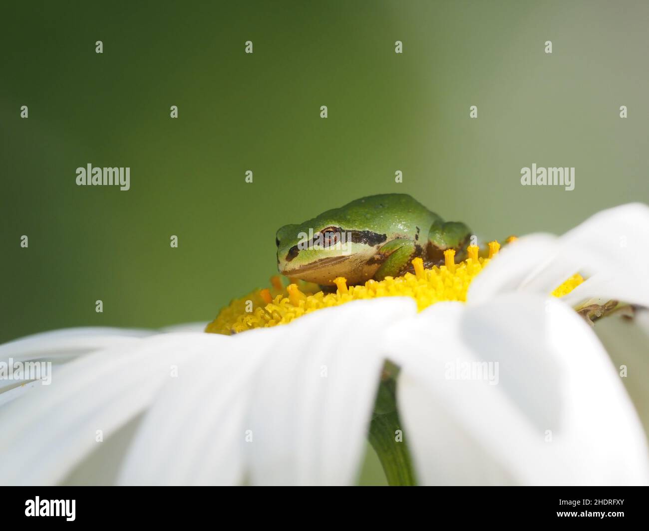 Eine Nahaufnahme eines niedlichen, winzigen Pacific Tree Frogs (oder Pacific Chorus Frog, Pseudacris regilla) auf der gelben Mitte einer Gänseblümchen-Blume mit einem verschwommenen Grün Stockfoto