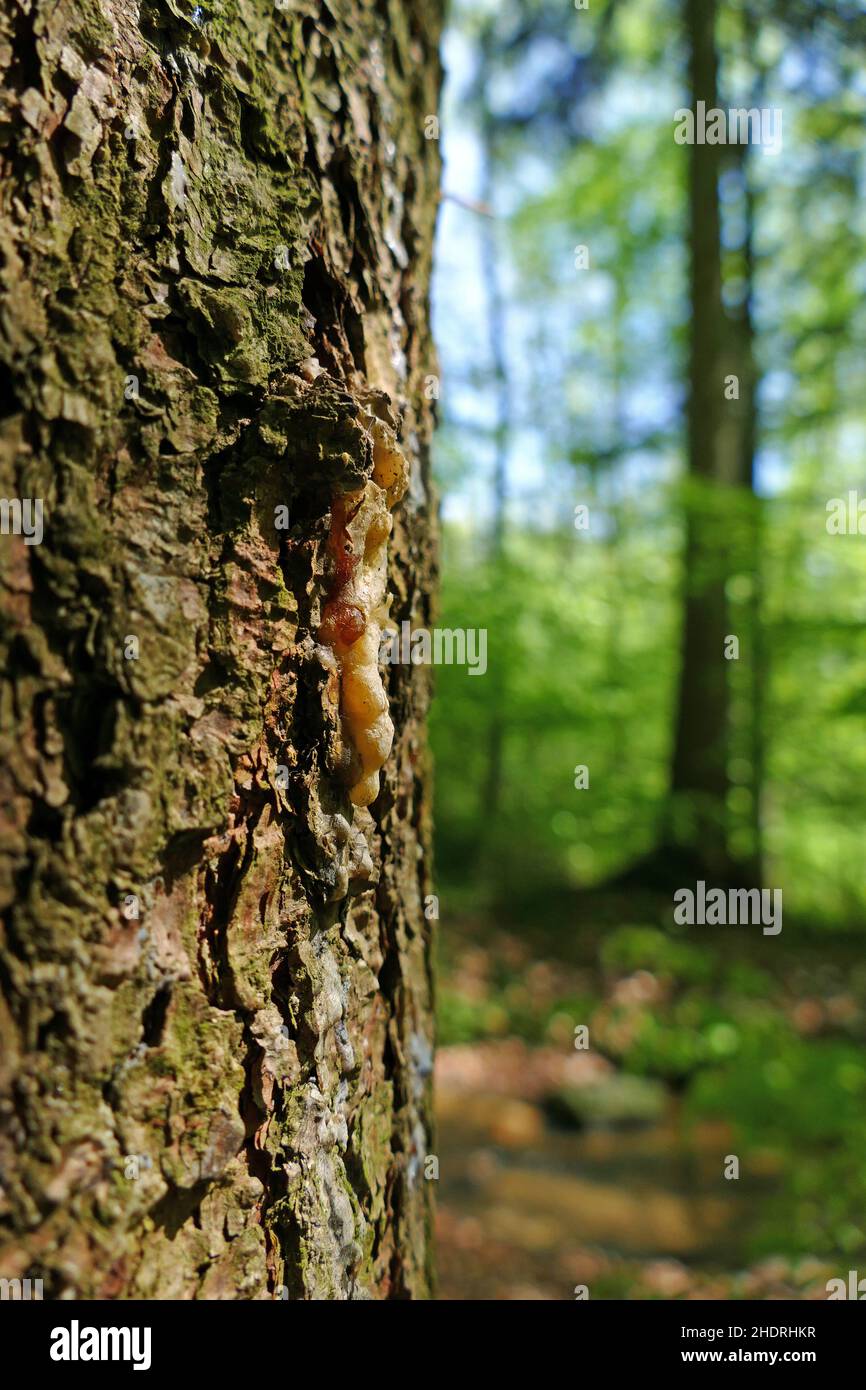 Baumharz Stockfoto