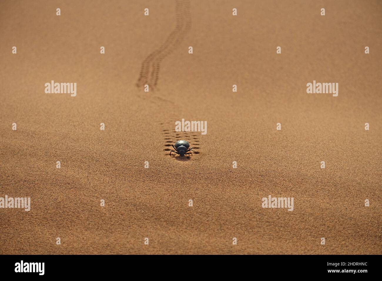 Wüste, Schwarzkäfer, Wüsten, wüste Stockfoto