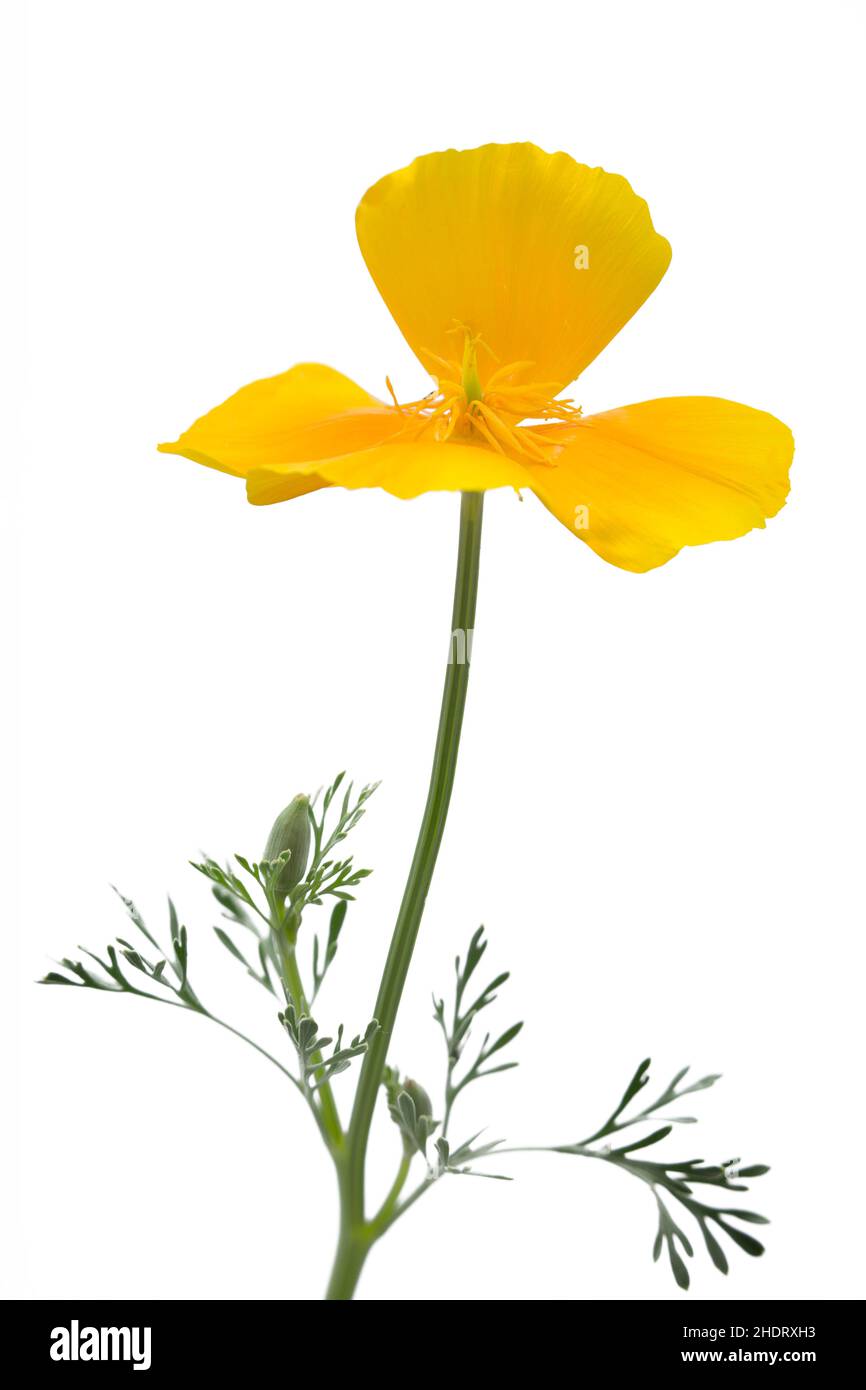 kalifornischer Mohn, kalifornischer Mohn Stockfoto