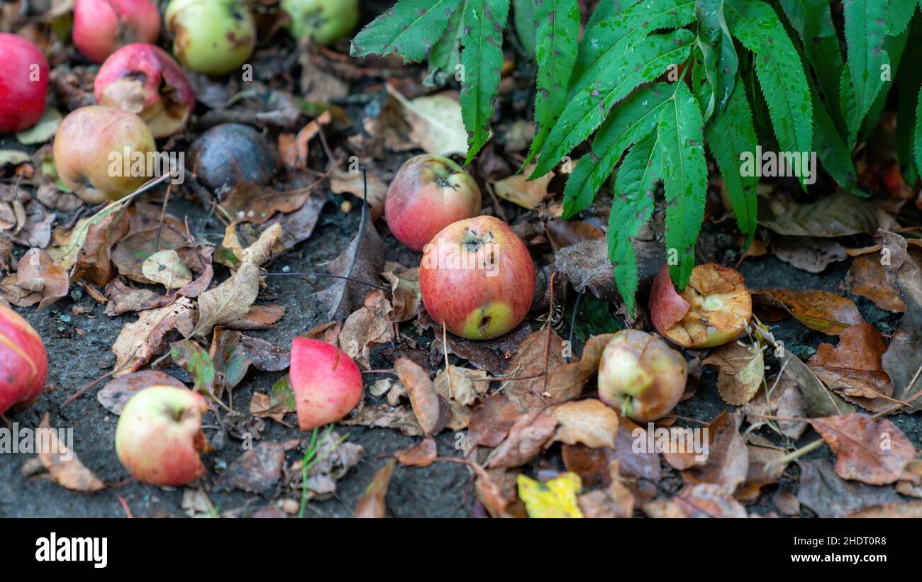 Gefallene Äpfel von einem Apfelbaum, der auf dem Boden liegt. Halb faul, auf faulen Blättern liegend. Stockfoto