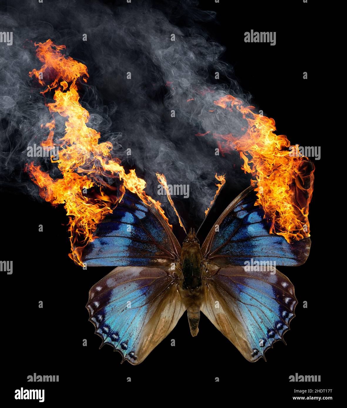 Schmetterling, Feuer, bedrohte Arten, Schmetterlinge, Feuer Stockfoto