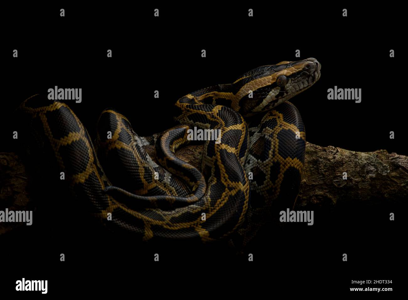 Porträt einer burmesischen Python mit schwarzem Hintergrund. Stockfoto