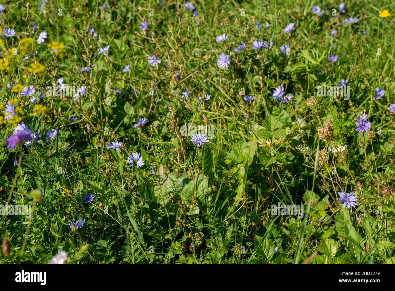 Zichorie (Cichorium intybus) leuchtend blaue Blüten. Blaue Gänseblümchen blüht im Sommer. Stockfoto