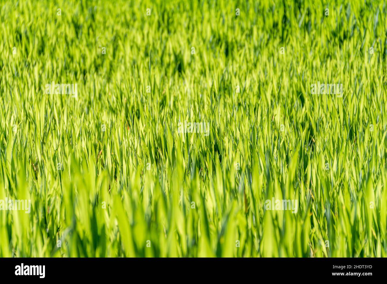 Wiese, Gras, Grün, Wiesen, Grün Stockfoto