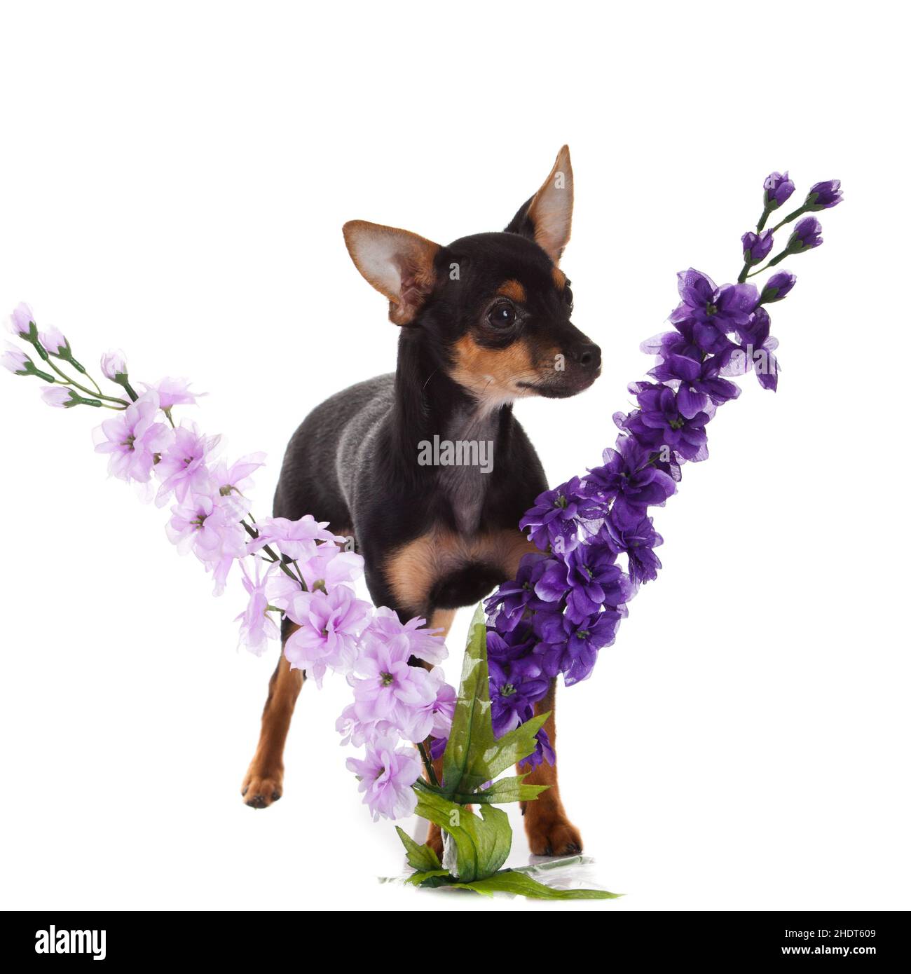 Blume, junges Tier, Hund, Blumenarrangements, Blumen, Jungtiere, Hunde, Blumenarrangements Stockfoto