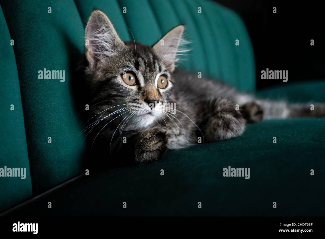 Jungtier, Katze, Jungtiere, Katzen Stockfoto