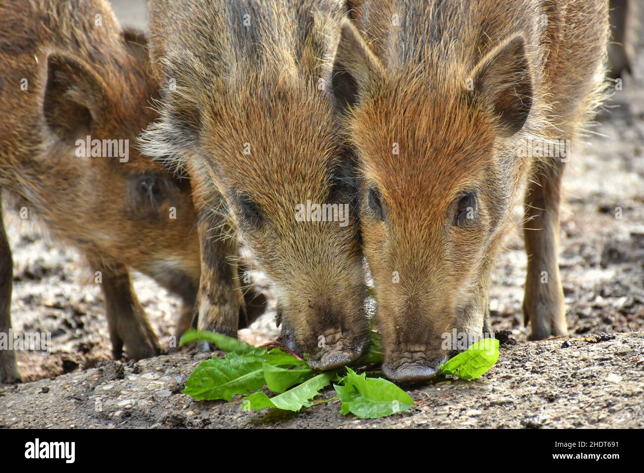 Ferkel, Wildschwein, Ferkel, Wildschweine Stockfoto