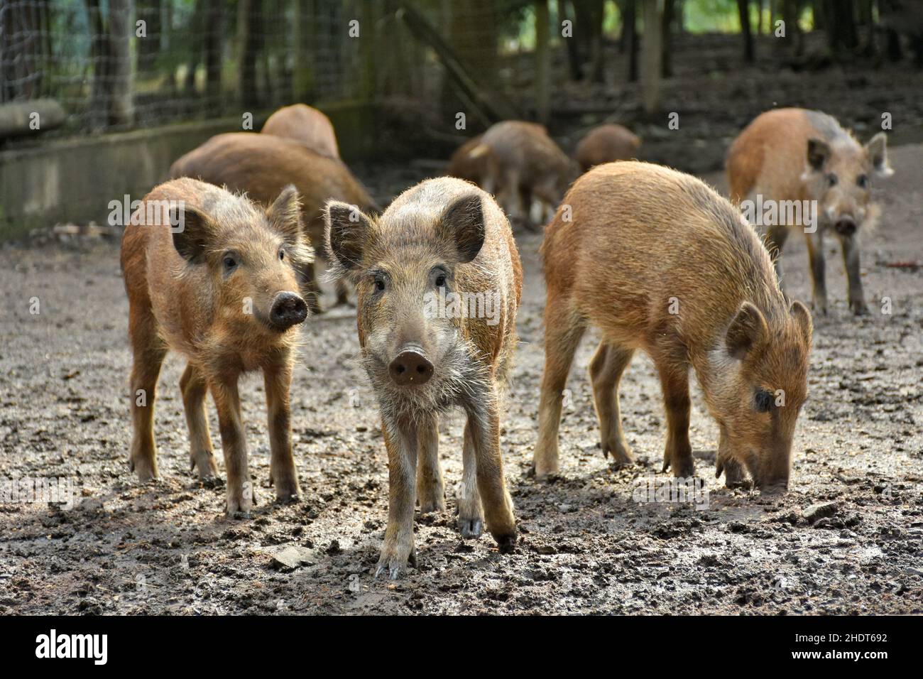 Ferkel, Wildschwein, Ferkel, Wildschweine Stockfoto