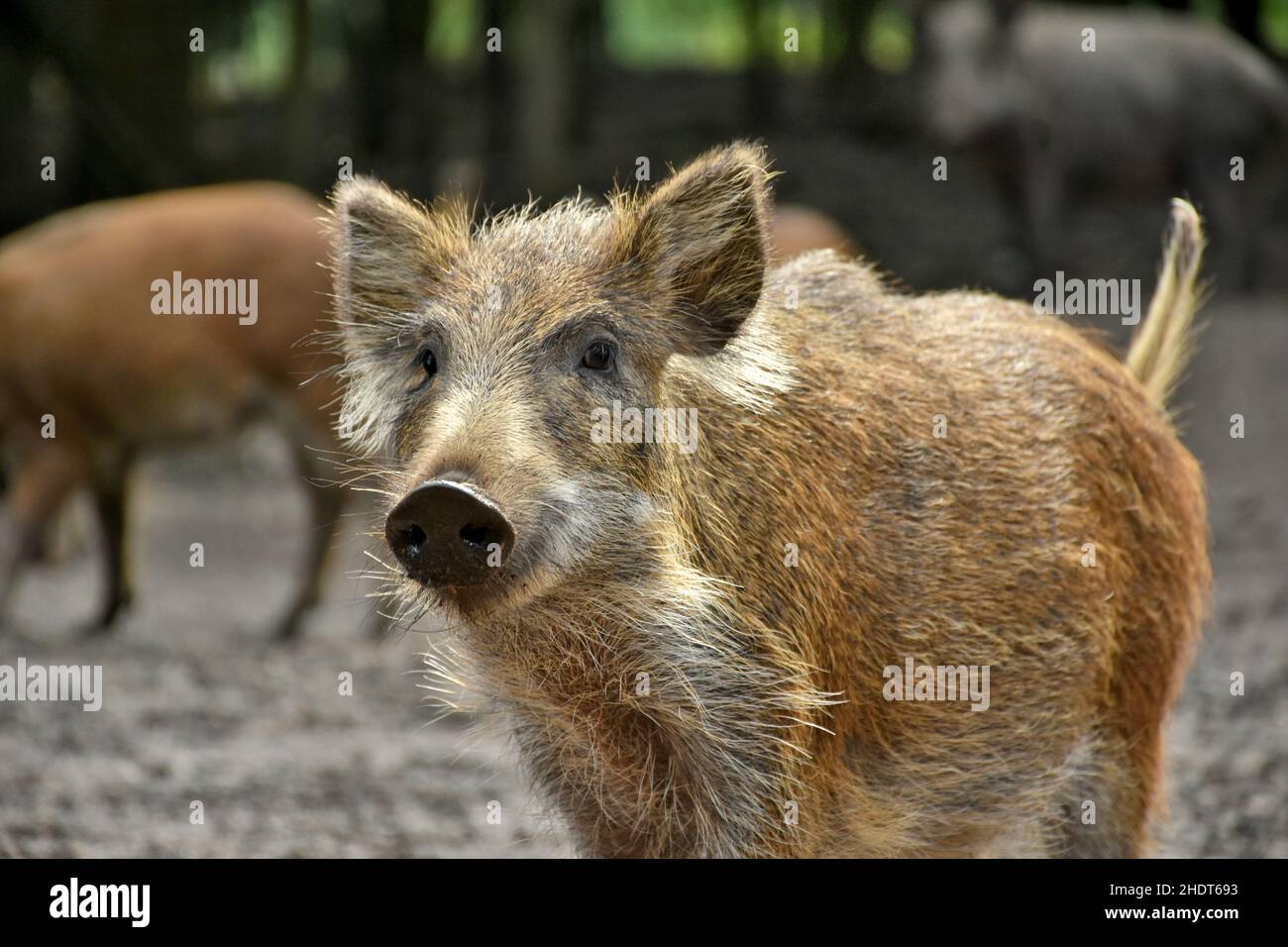 Ferkel, Wildschwein, Ferkel, Wildschweine Stockfoto