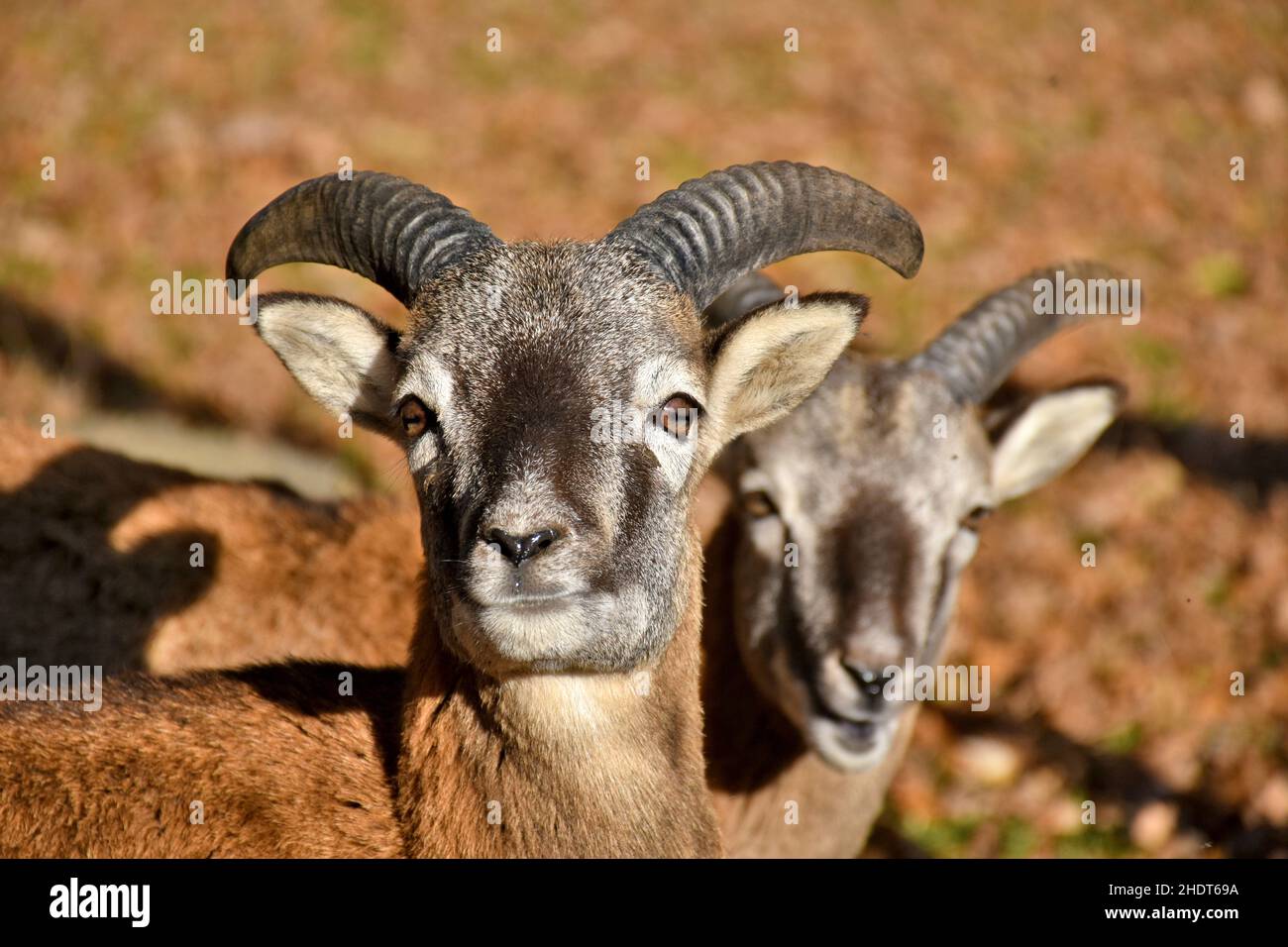 Ziege, Ziegen Stockfoto